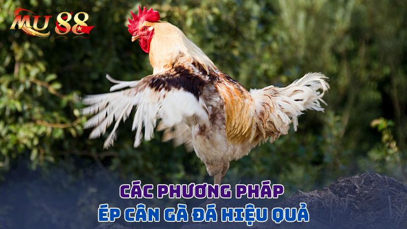 Các phương pháp ép cân gà đá hiệu quả