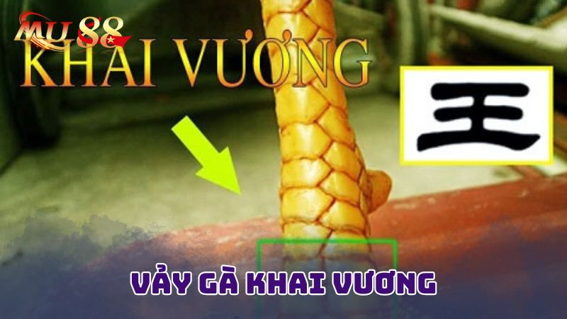 Đặc điểm nhận dạng vảy gà khai vương