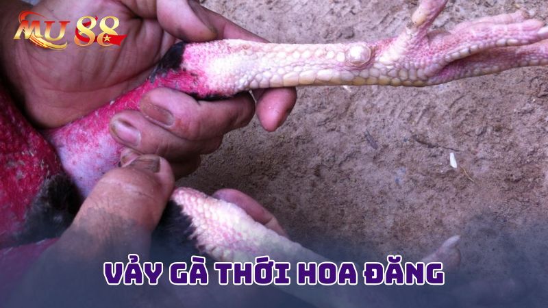 Vảy gà thới hoa đăng là gì?