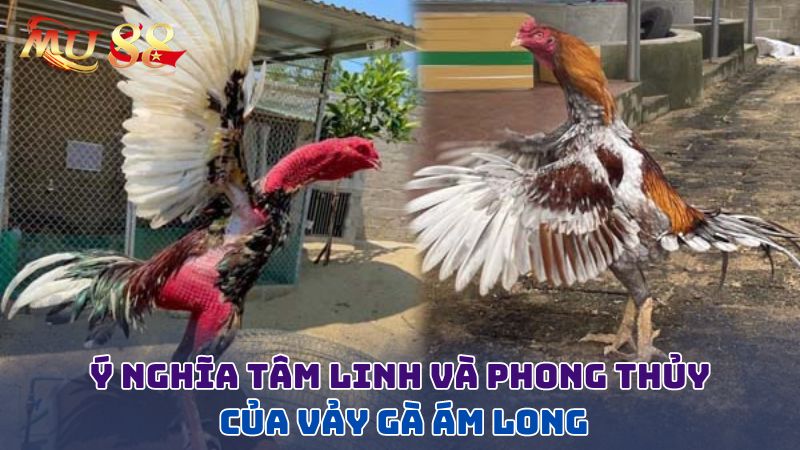 Ý nghĩa tâm linh và phong thủy của vảy gà ám long